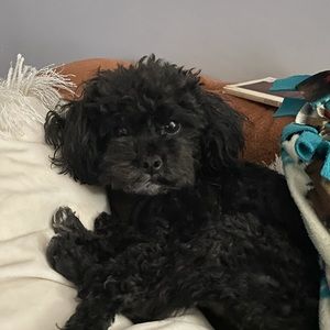 Meet your Posher, Salvatore